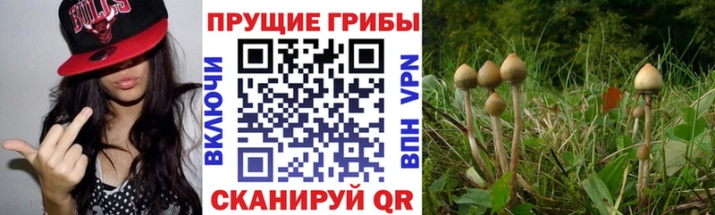 Псилоцибиновые грибы мицелий  дарнет шоп  Южно-Сухокумск 